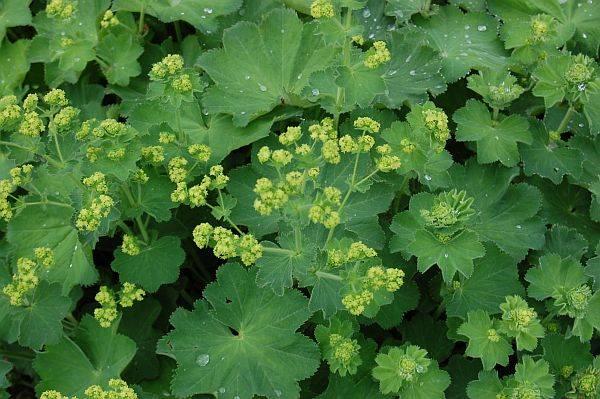 Alchemilla Mollis Thriller - View 15 from www redcrocus com