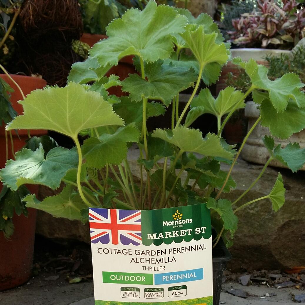 Alchemilla Mollis Thriller - View 16 from www redcrocus com