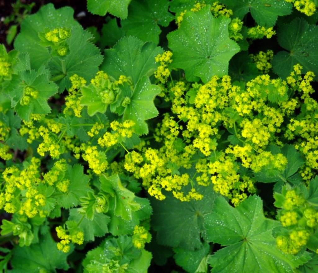 Alchemilla Mollis Thriller - View 3 from www redcrocus com