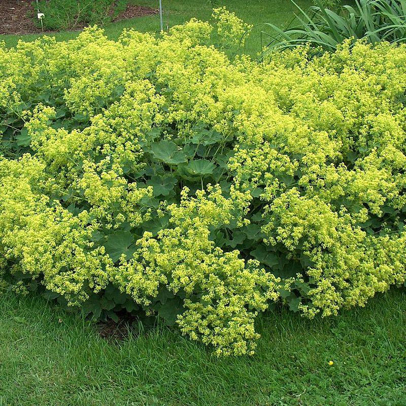 Alchemilla Mollis Thriller - View 6 from www redcrocus com