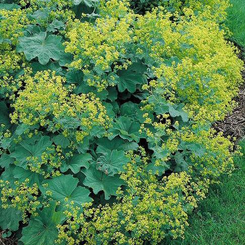 Alchemilla Mollis Thriller - View 7 from www redcrocus com