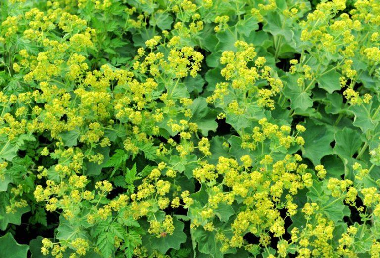 Alchemilla Mollis Thriller - View 9 from www redcrocus com