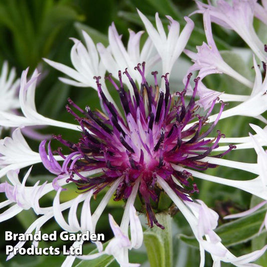 Centaurea Montana Amethyst In Snow - View 11 from www redcrocus com