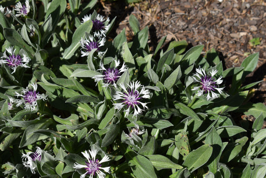 Centaurea Montana Amethyst In Snow - View 1 from www redcrocus com