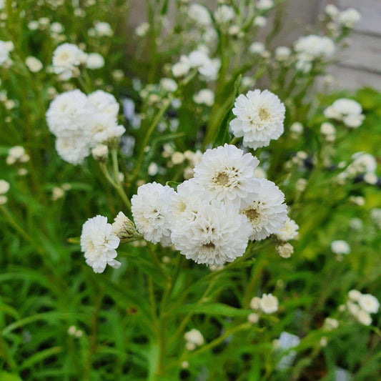 Achillea Ptarmica Peter Cottontail - View 10 from www redcrocus com
