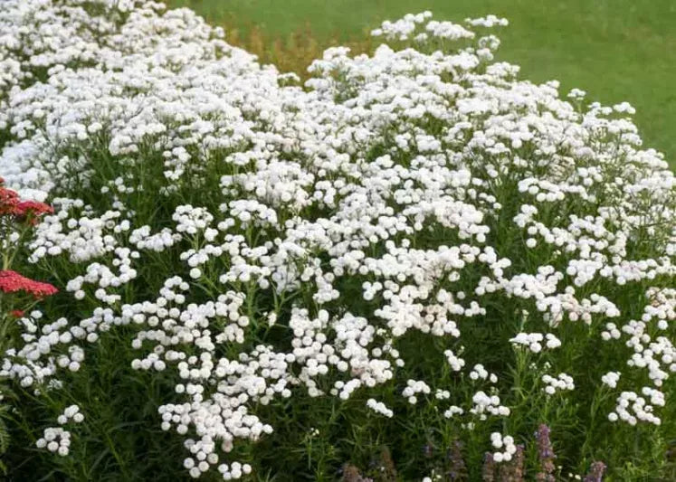 Achillea Ptarmica Peter Cottontail - View 11 from www redcrocus com