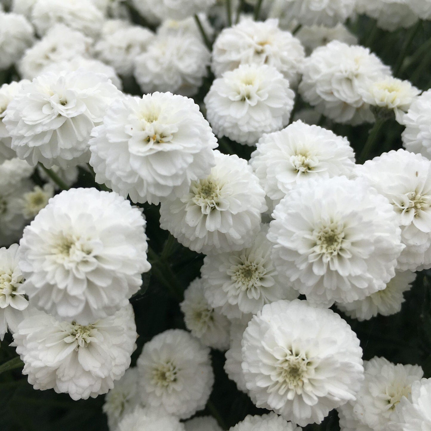 Achillea Ptarmica Peter Cottontail - View 12 from www redcrocus com
