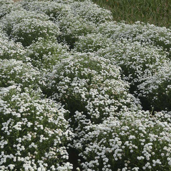 Achillea Ptarmica Peter Cottontail - View 13 from www redcrocus com
