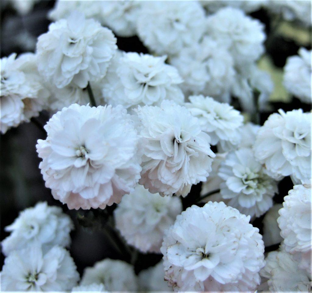 Achillea Ptarmica Peter Cottontail - View 14 from www redcrocus com