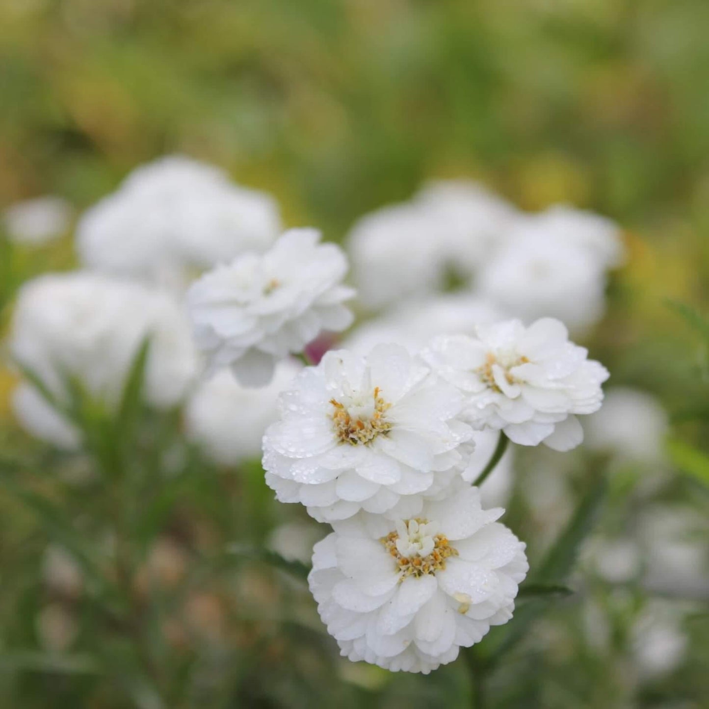 Achillea Ptarmica Peter Cottontail - View 15 from www redcrocus com