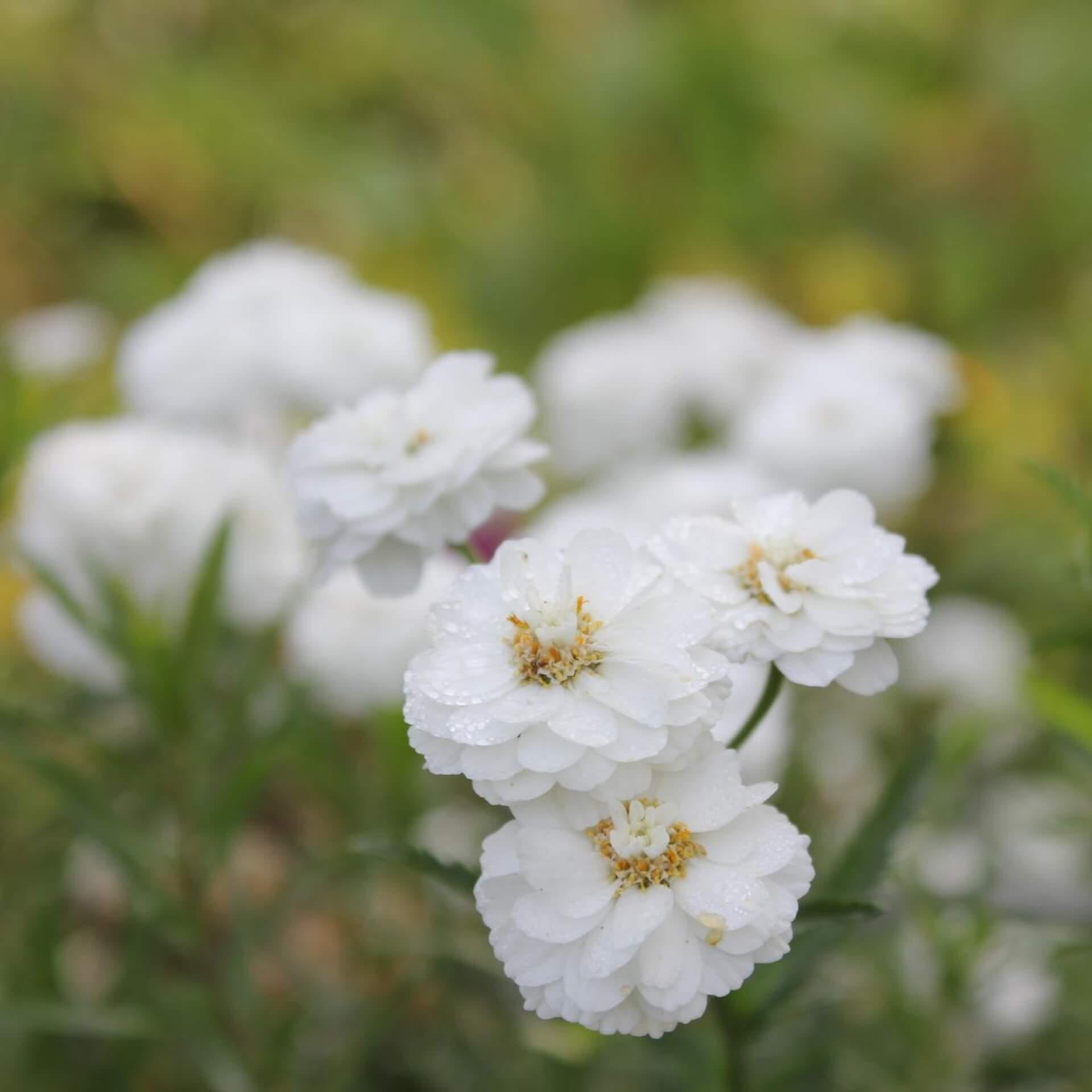Achillea Ptarmica Peter Cottontail - View 15 from www redcrocus com