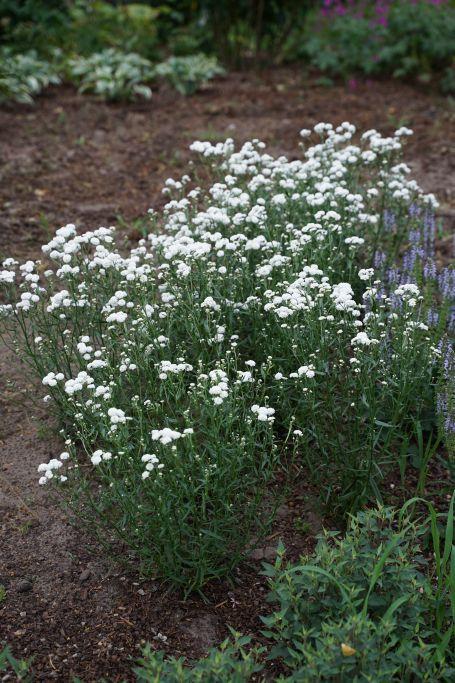 Achillea Ptarmica Peter Cottontail - View 16 from www redcrocus com