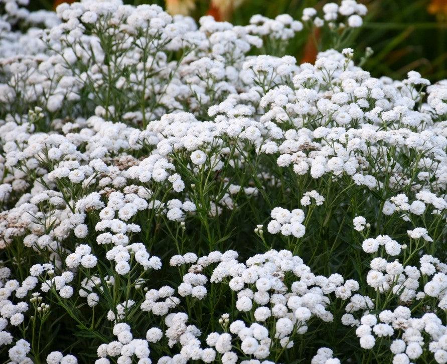 Achillea Ptarmica Peter Cottontail - View 17 from www redcrocus com
