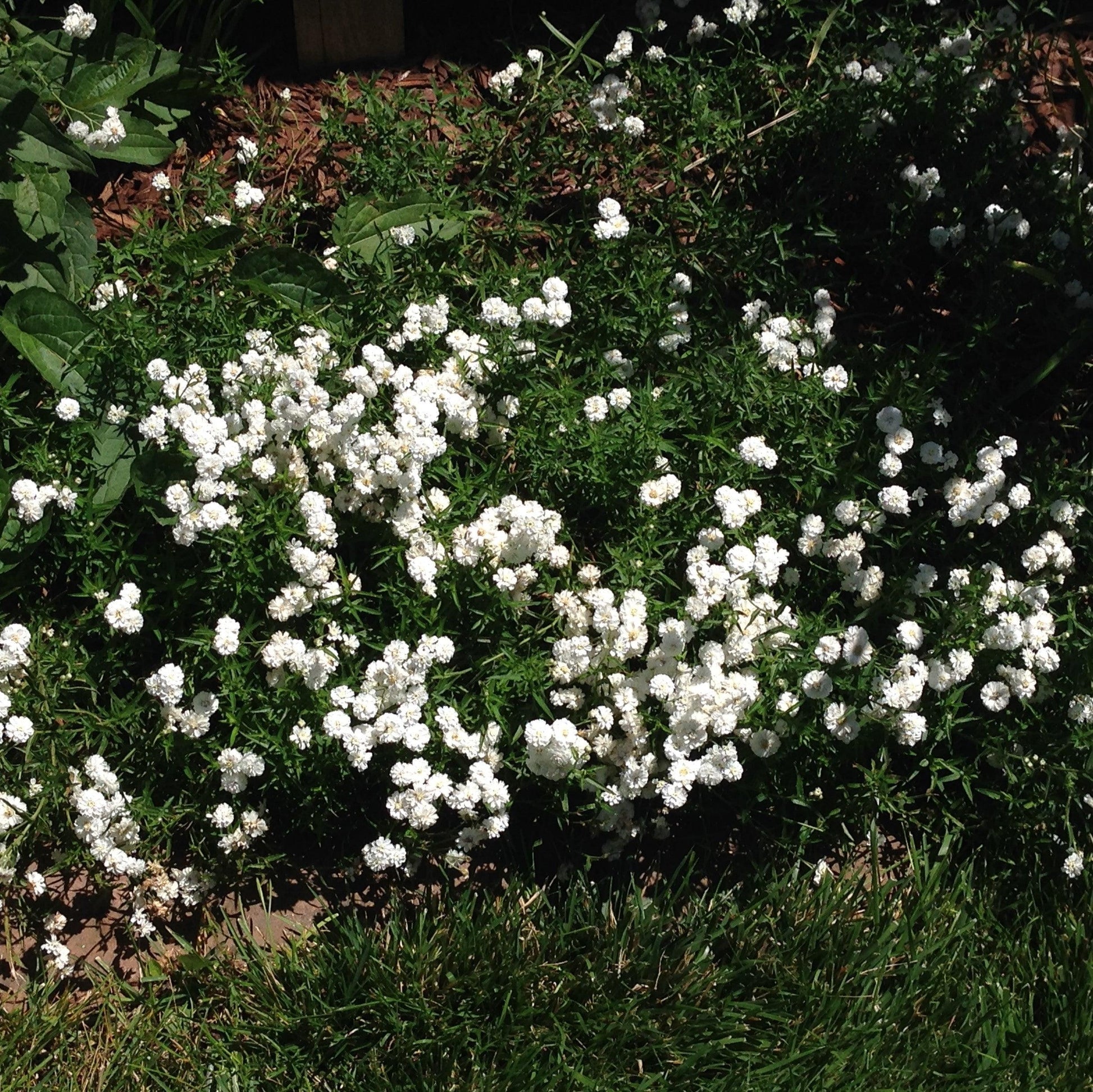 Achillea Ptarmica Peter Cottontail - View 18 from www redcrocus com