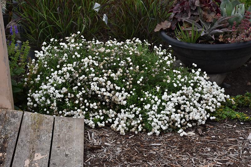 Achillea Ptarmica Peter Cottontail - View 19 from www redcrocus com