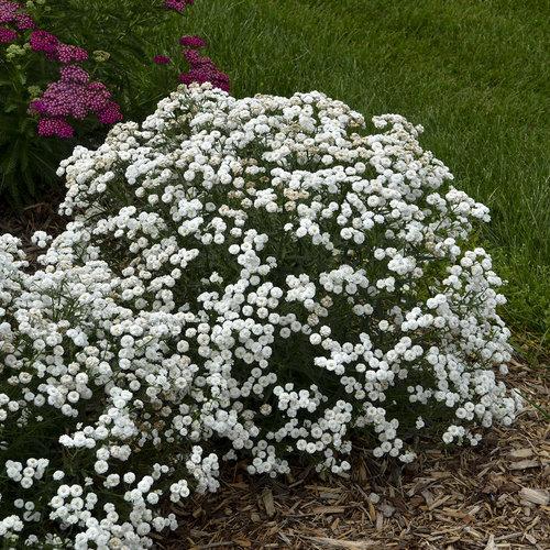 Achillea Ptarmica Peter Cottontail - View 1 from www redcrocus com