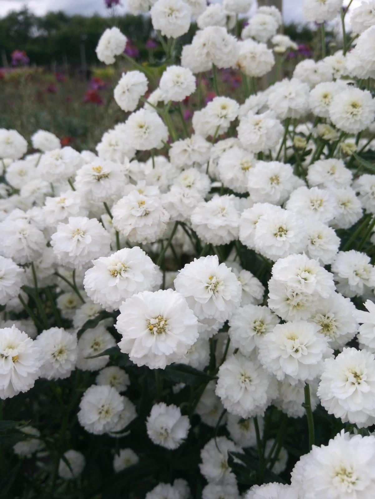 Achillea Ptarmica Peter Cottontail - View 2 from www redcrocus com