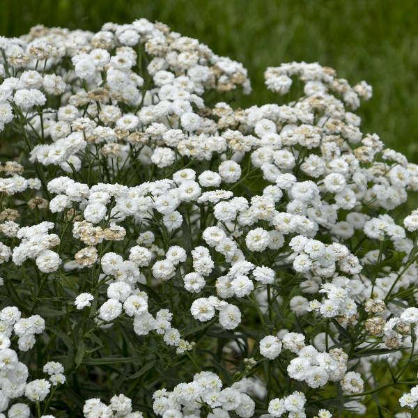 Achillea Ptarmica Peter Cottontail - View 3 from www redcrocus com