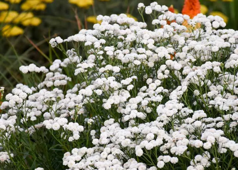 Achillea Ptarmica Peter Cottontail - View 4 from www redcrocus com
