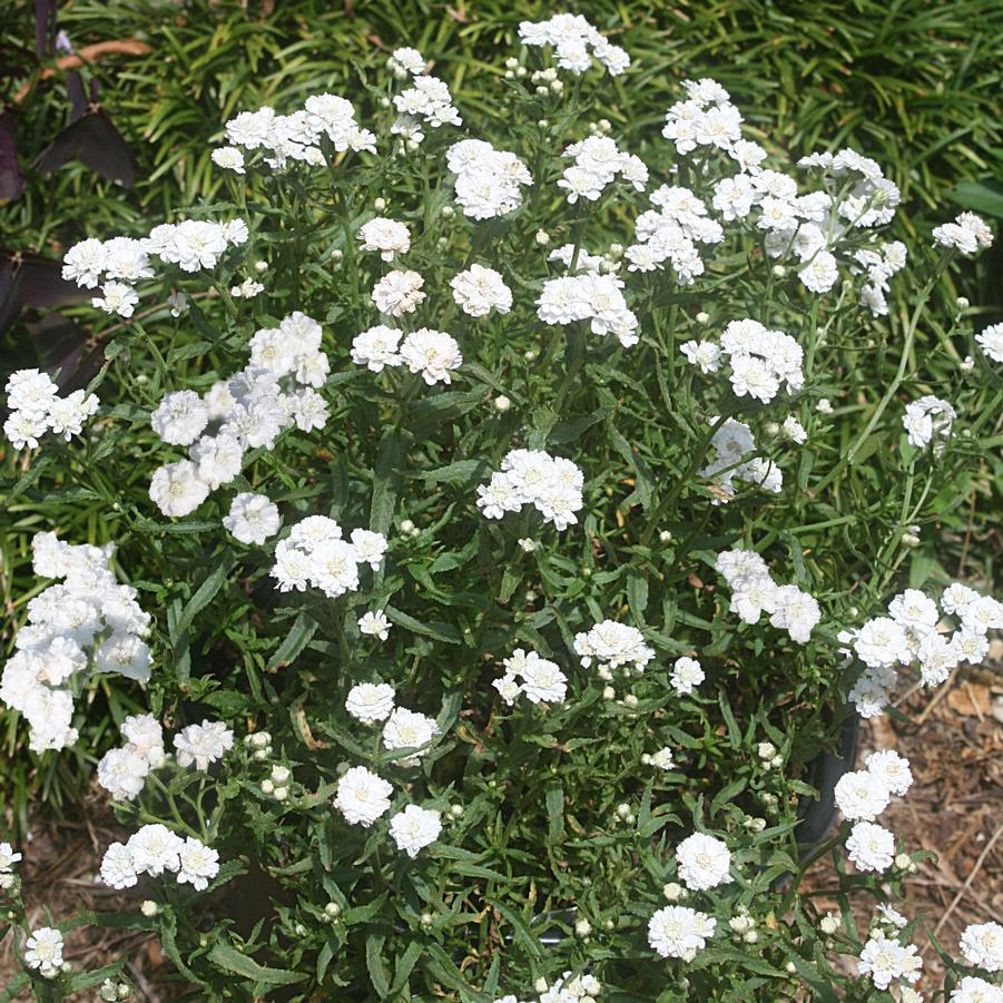 Achillea Ptarmica Peter Cottontail - View 5 from www redcrocus com