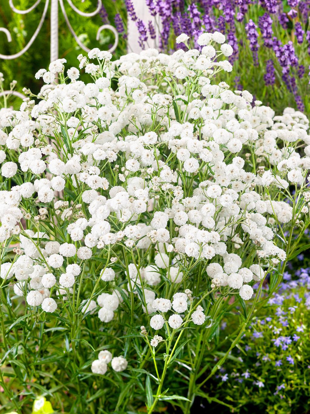 Achillea Ptarmica Peter Cottontail - View 6 from www redcrocus com