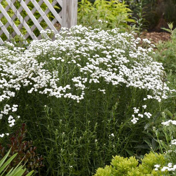 Achillea Ptarmica Peter Cottontail - View 7 from www redcrocus com