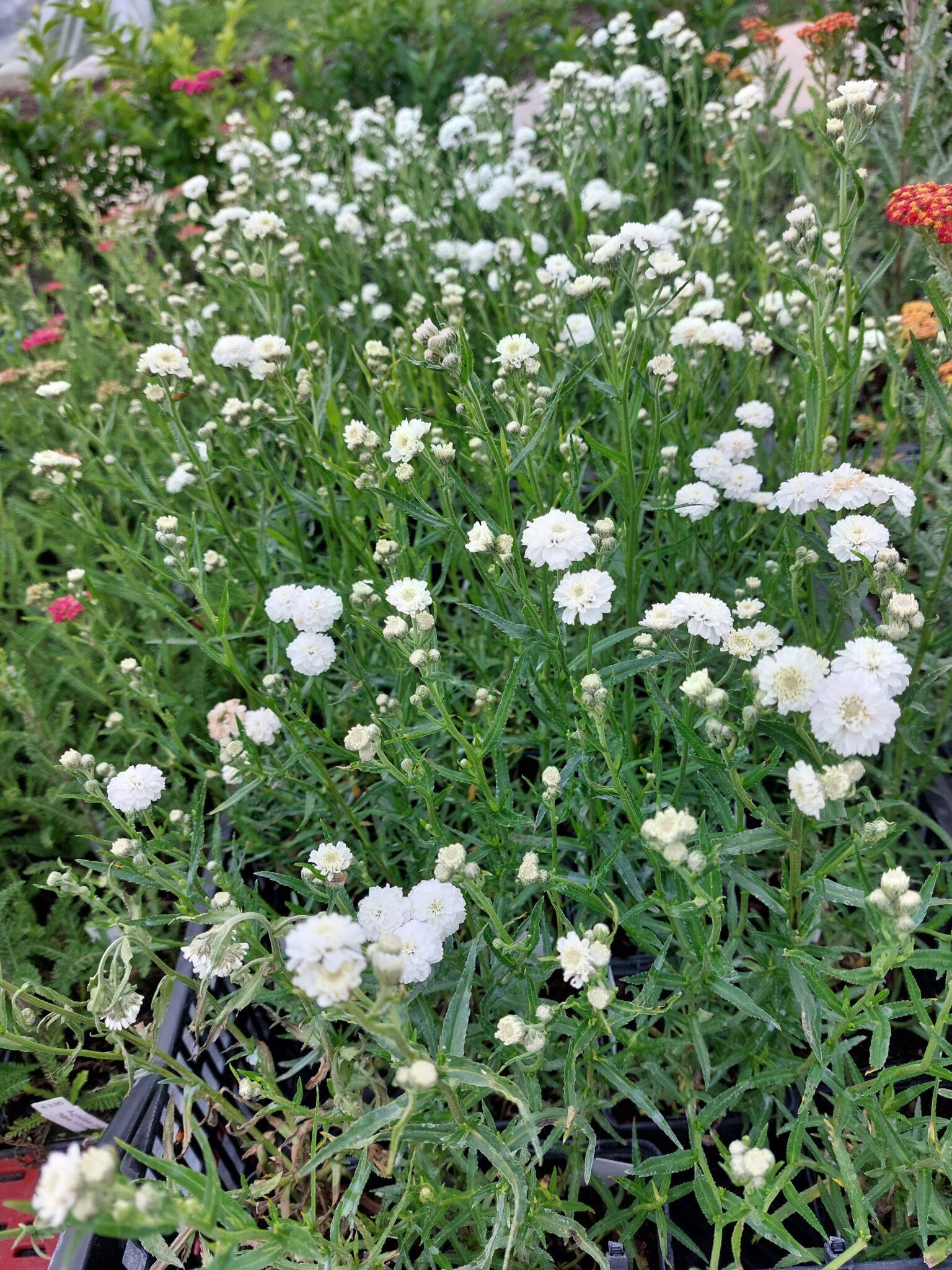 Achillea Ptarmica Peter Cottontail - View 8 from www redcrocus com