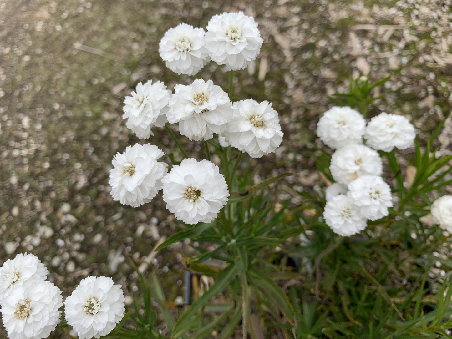 Achillea Ptarmica Peter Cottontail - View 9 from www redcrocus com
