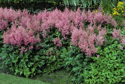 Astilbe Japonica Rheinland - View 10 from www redcrocus com