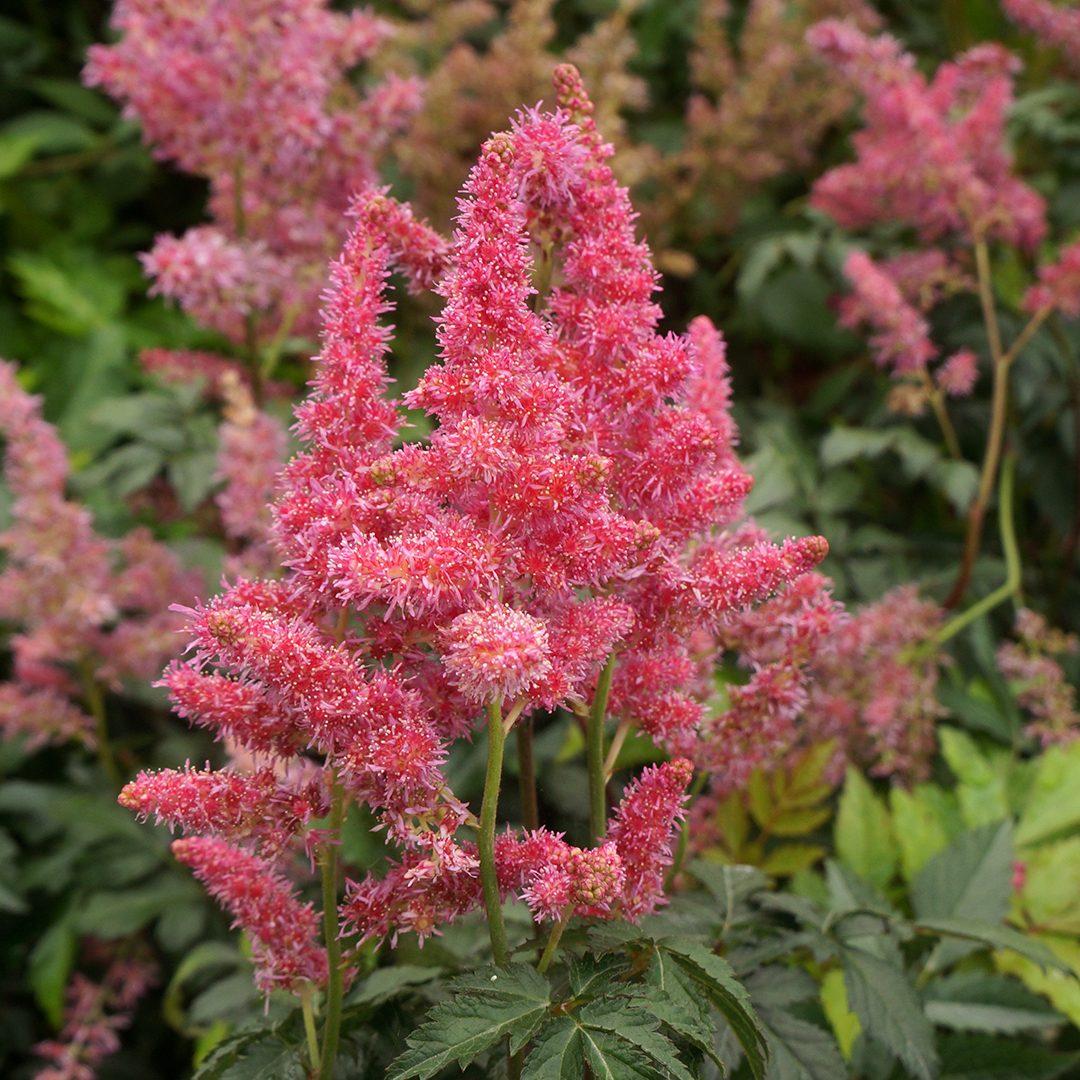 Astilbe Japonica Rheinland - View 12 from www redcrocus com