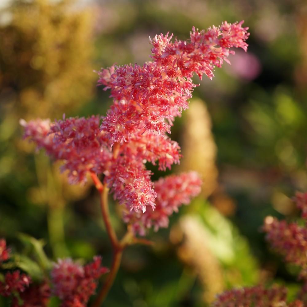 Astilbe Japonica Rheinland - View 15 from www redcrocus com