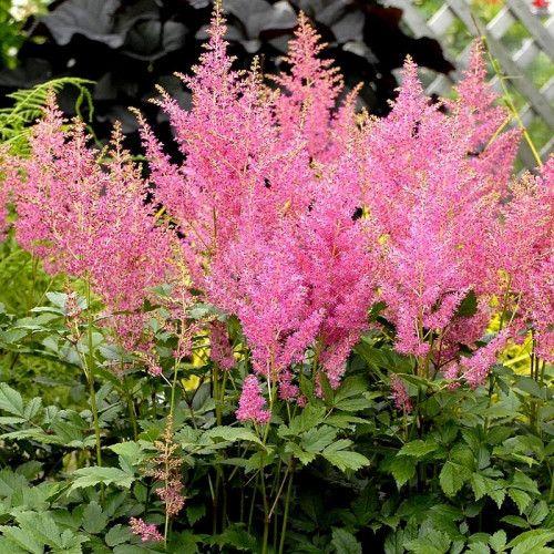 Astilbe Japonica Rheinland - View 16 from www redcrocus com