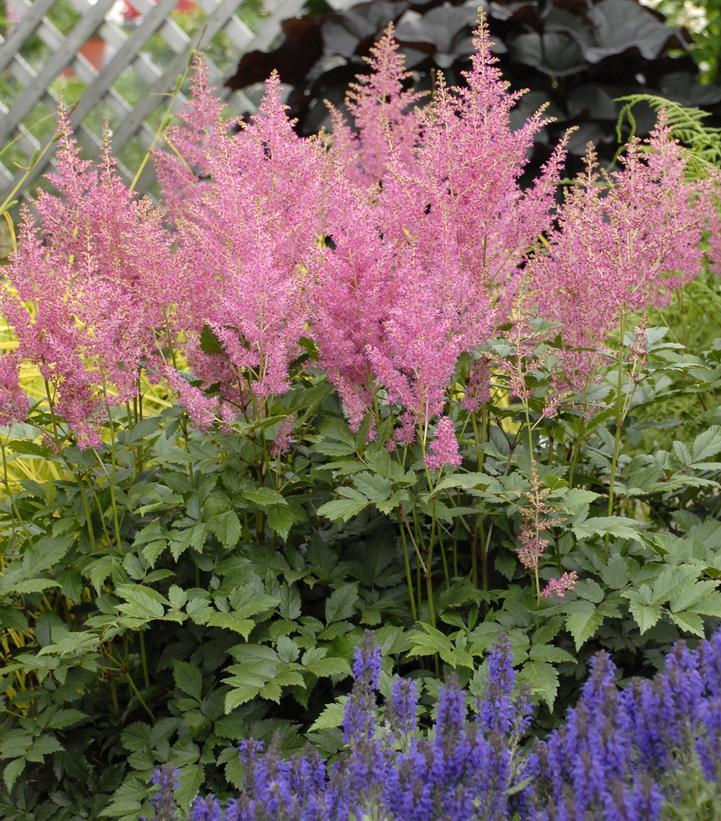 Astilbe Japonica Rheinland - View 17 from www redcrocus com