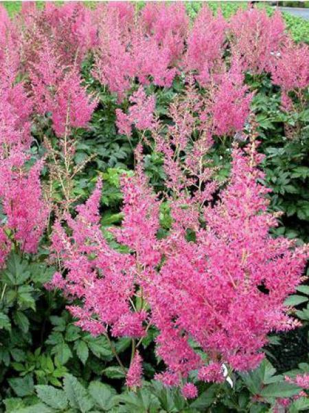 Astilbe Japonica Rheinland - View 20 from www redcrocus com