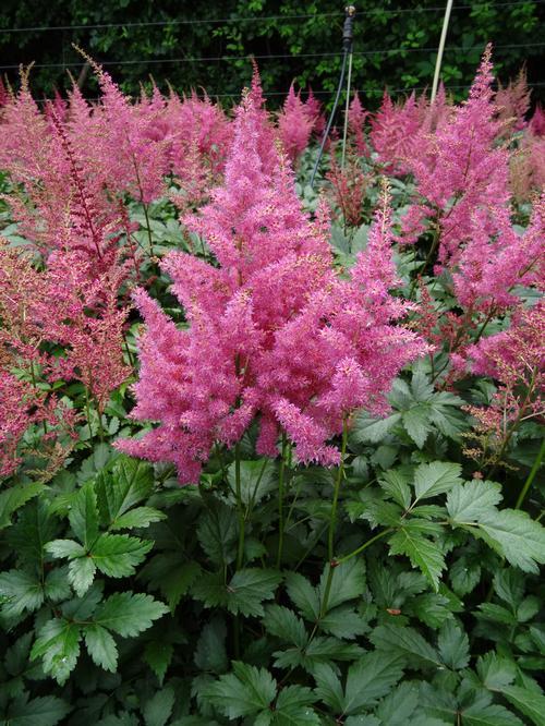 Astilbe Japonica Rheinland - View 2 from www redcrocus com