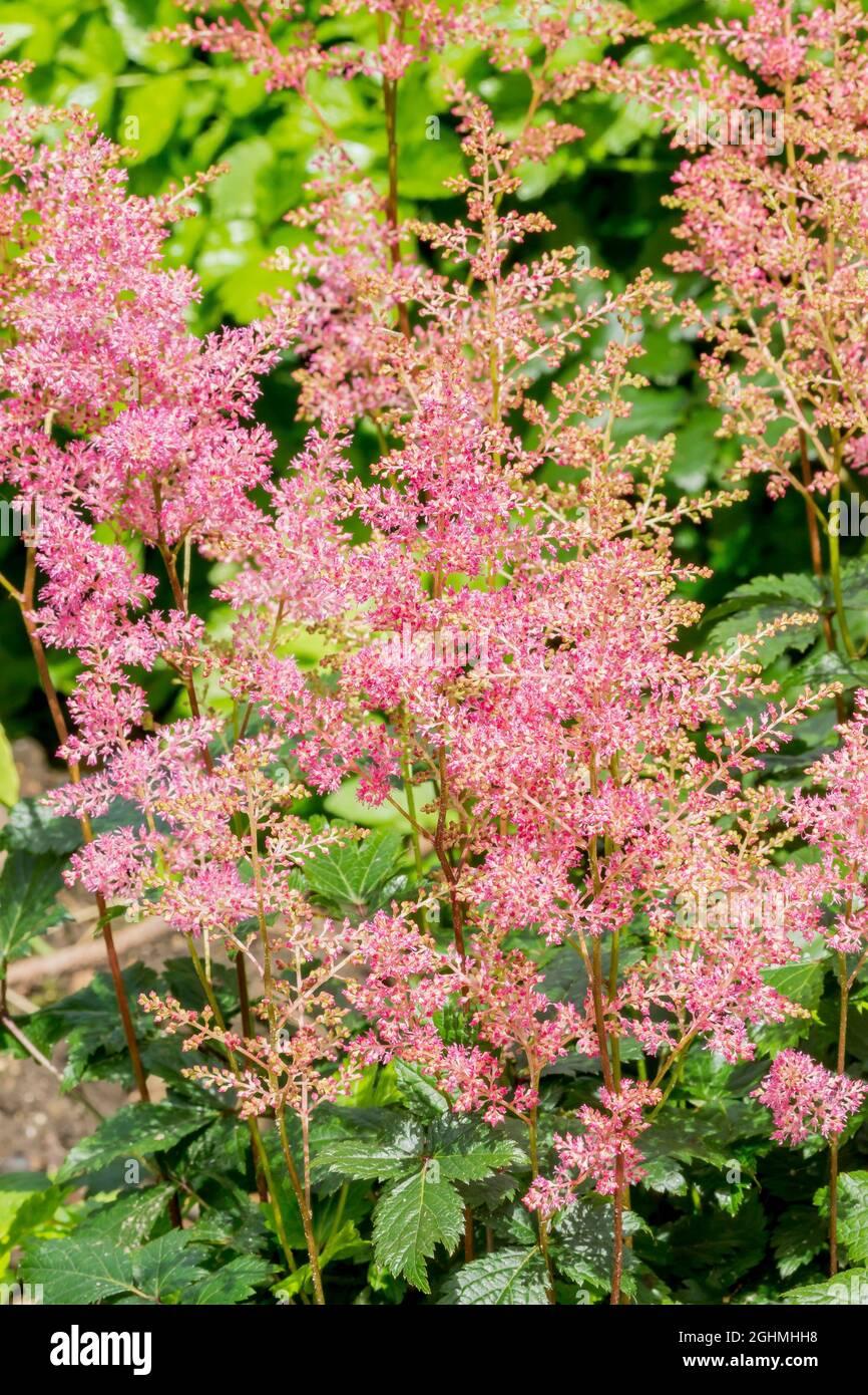 Astilbe Japonica Rheinland - View 4 from www redcrocus com