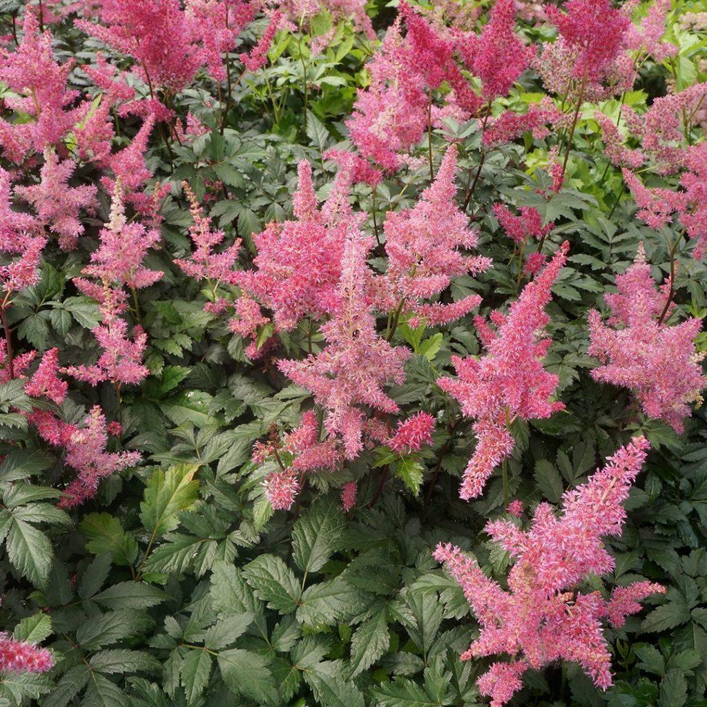 Astilbe Japonica Rheinland - View 7 from www redcrocus com