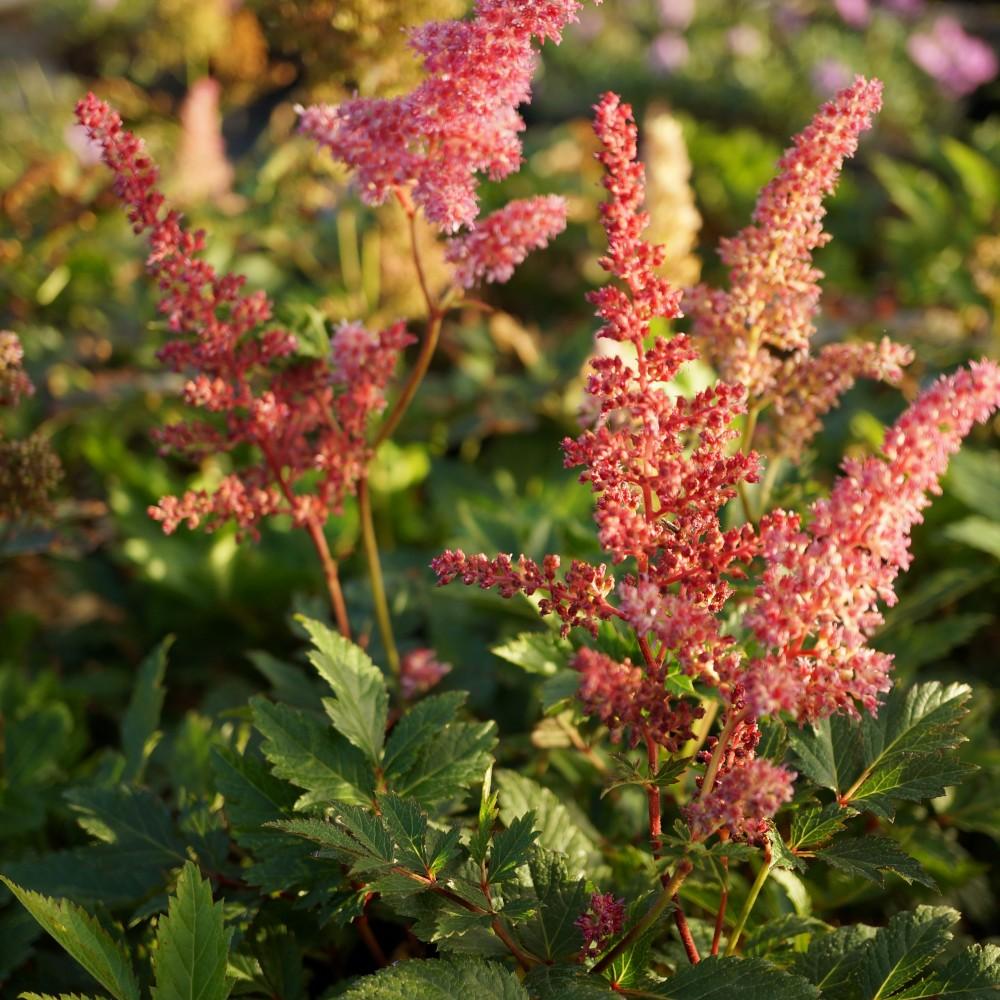 Astilbe Japonica Rheinland - View 8 from www redcrocus com