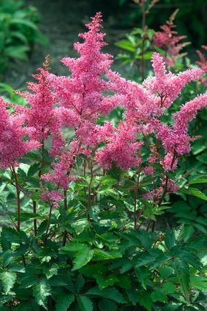 Astilbe Japonica Rheinland - View 9 from www redcrocus com