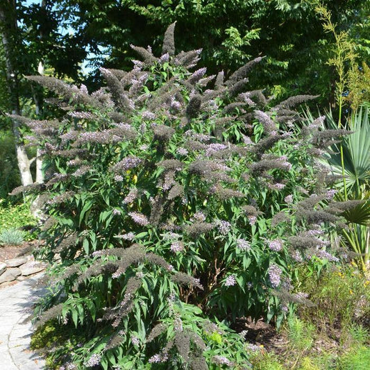 Buddleia Davidii Grand Cascade - View 10 from www redcrocus com