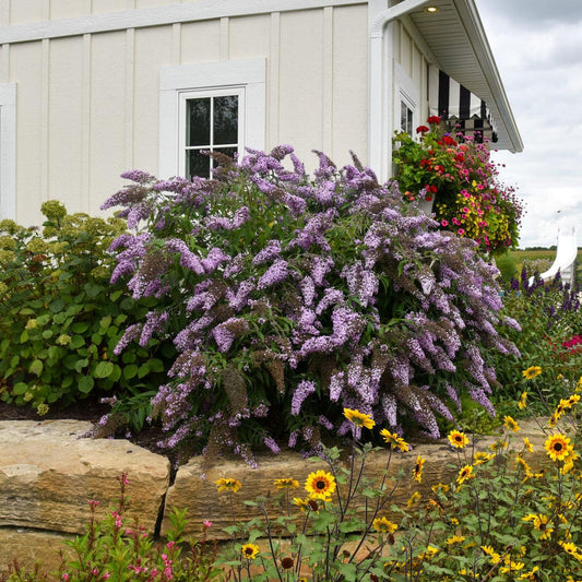 Buddleia Davidii Grand Cascade - View 1 from www redcrocus com