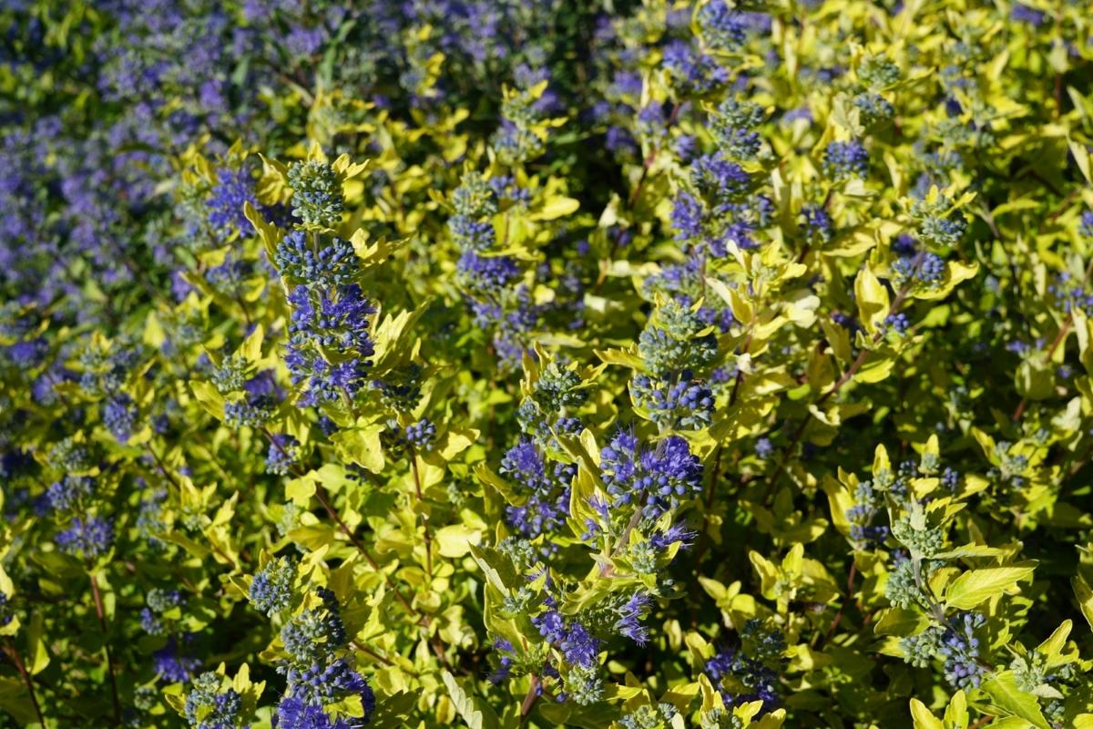 Caryopteris X Clandonensis 'gold Crest' - View 10 from www redcrocus com
