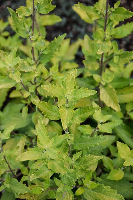 Caryopteris X Clandonensis 'gold Crest' - View 11 from www redcrocus com