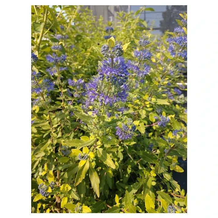 Caryopteris X Clandonensis 'gold Crest' - View 12 from www redcrocus com