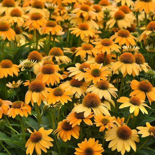 Caryopteris X Clandonensis 'gold Crest' - View 13 from www redcrocus com