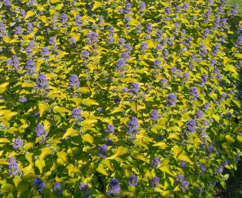 Caryopteris X Clandonensis 'gold Crest' - View 14 from www redcrocus com