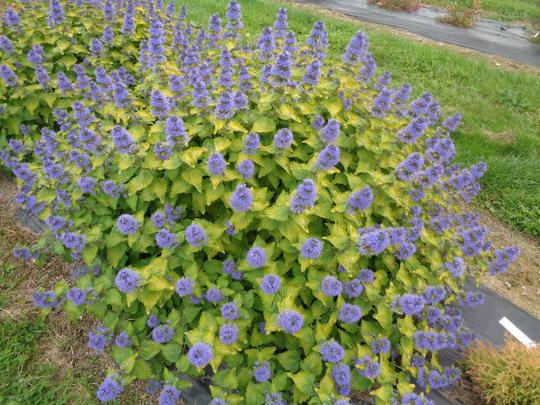 Caryopteris X Clandonensis 'gold Crest' - View 15 from www redcrocus com
