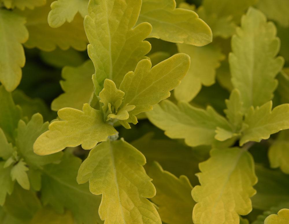 Caryopteris X Clandonensis 'gold Crest' - View 16 from www redcrocus com