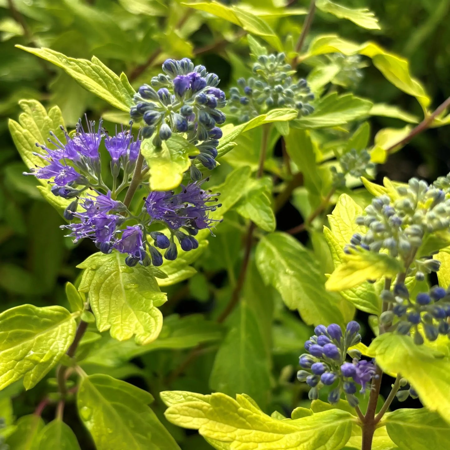 Caryopteris X Clandonensis 'gold Crest' - View 1 from www redcrocus com