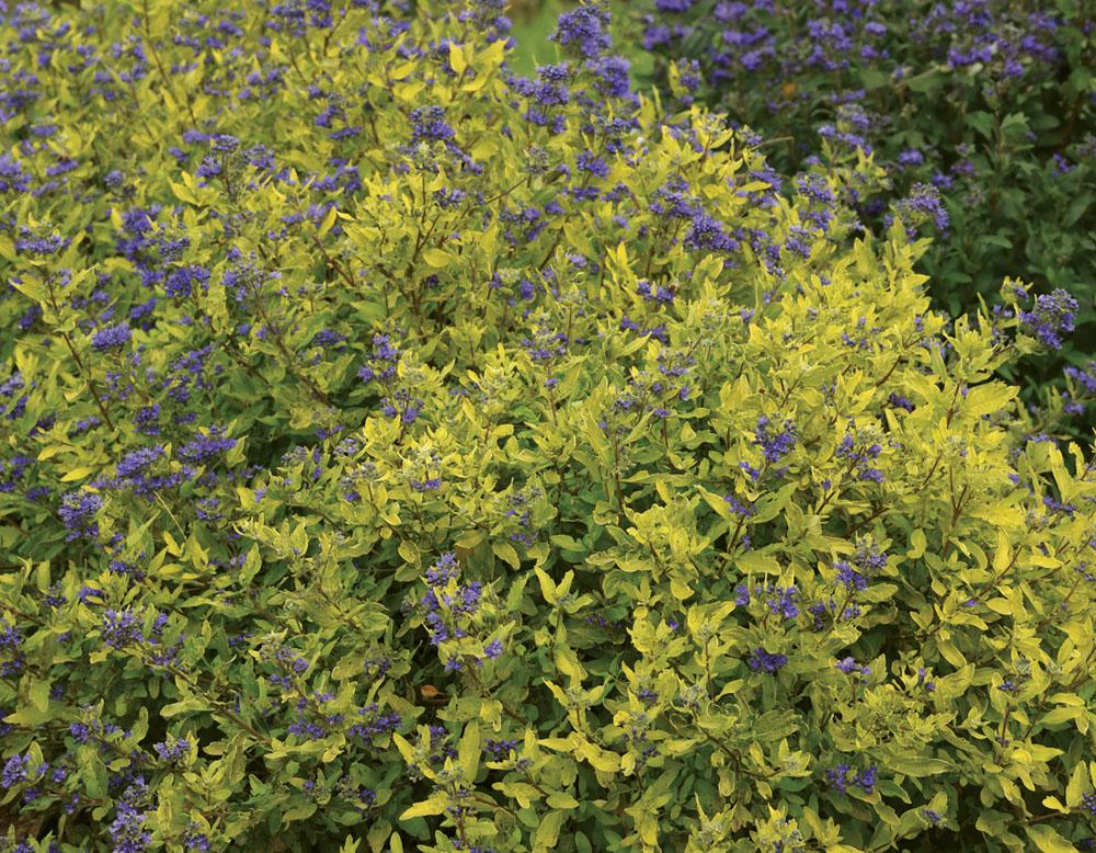 Caryopteris X Clandonensis 'gold Crest' - View 2 from www redcrocus com